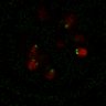 Thumbnail for Figure7B_120716_L4_con5