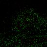 Thumbnail for dataset Figure7B_120716_L5_con1