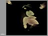 Thumbnail for dataset FigS3C_VD-chest