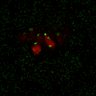 Thumbnail for dataset Figure7B_120716_L8_con1