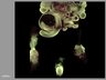 Thumbnail for dataset FigS3C_VD-ventral