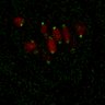 Thumbnail for dataset Figure7B_120716_L8_con3