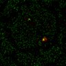 Thumbnail for Figure7B_120716_L9_con2