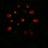 Thumbnail for dataset Figure7B_120716_L9_con3