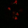 Thumbnail for dataset Figure7B_120716_L9_con4