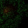 Thumbnail for dataset Figure7B_120716_L10_con1