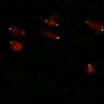 Thumbnail for dataset Figure7B_120716_L10_con2