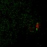 Thumbnail for dataset Figure7B_120716_L11_con1