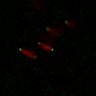 Thumbnail for Figure7B_120716_L11_con2