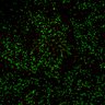 Thumbnail for Figure7B_120716_L12_con1