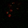 Thumbnail for Figure7B_120716_L12_con2