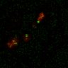 Thumbnail for dataset Figure7B_120716_L13_con4