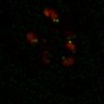 Thumbnail for dataset Figure7B_120716_L14_con4