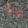 Thumbnail for dataset Figure7B_121119_CENPC_H28_AZD_1