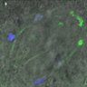 Thumbnail for dataset FIgureS1CD_131107_MT_ACA_AZD_180min