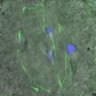 Thumbnail for dataset FIgureS1CD_131107_MT_ACA_control