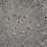 Thumbnail for dataset FigureS2AB_150123_tdTomato-CENP-C_Hec1-mEGFP_Nuf_0-5h