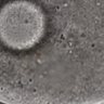 Thumbnail for dataset FigureS2AB_150123_tdTomato-CENP-C_Hec1-mEGFP_Nuf_MII_L1