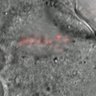 Thumbnail for FigureS3A_150126_3mEGFP-B56_H2B-mCherry