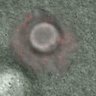 Thumbnail for FigureS3B_150126_3mEGFP-B55_H2B-mCherry