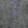 Thumbnail for dataset FigureS3D_140511_B56e_ACA_control_180min