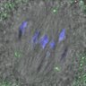 Thumbnail for dataset FigureS3D_140511_B56e_ACA_control_240min