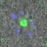 Thumbnail for dataset FigureS3D_140511_B56e_ACA_monastrol_360min