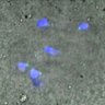 Thumbnail for dataset FigureS4A_131213_BubR1_CENP-C_control_120min