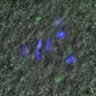 Thumbnail for dataset FigureS4B_130818_BuR1_pT680_control_240min