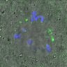 Thumbnail for dataset FigureS4B_131115_BuR1_pT680_ACA_60min