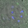 Thumbnail for dataset FigureS4B_131115_BuR1_pT680_ACA_180min