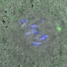Thumbnail for dataset FigureS4B_131115_BuR1_pT680_ACA_300min
