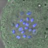 Thumbnail for dataset FigureS4B_131115_BuR1_pT680_ACA_360min