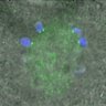 Thumbnail for dataset FigureS4C_140214_cyclinB1_mEGFP