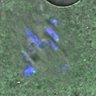 Thumbnail for dataset FigureS5A_140416_Hec1_pS55_ACA_BubR1-WT