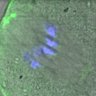 Thumbnail for dataset FigureS5B_150127_pS55_Hec1_ACA_BubR1-WT