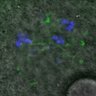 Thumbnail for dataset FigureS5C_131031_MT_ACA_BubR1-3D