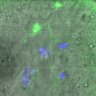 Thumbnail for dataset FigureS5C_141105_MT_ACA_BubR1-3A