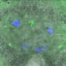 Thumbnail for dataset FigureS5C_141105_MT_ACA_BubR1-WT
