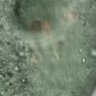 Thumbnail for dataset FigureS5E_150118_mNeonGreen-Nsl1_B56e-mNeonGreen-Nsl1_H2B-mCherry