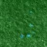 Thumbnail for FigureS6A_130913_AZD_H3_pS28_H3