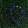 Thumbnail for dataset FigureS6B_130913_control_PCNT_AuroraAp