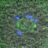 Thumbnail for FigureS6B_130913_MLN_PCNT_AuroraAp