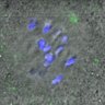 Thumbnail for dataset FigureS6D_KNL1-pS24_ACA_140813_AZD