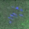 Thumbnail for FigureS6E_Hec1-pS55_ACA_140813_control
