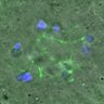 Thumbnail for dataset FigureS7A_130720_MT_ACA_control