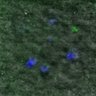 Thumbnail for dataset FigureS7A_131026_MT_ACA_control_60min