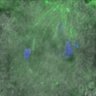 Thumbnail for dataset FigureS7B_140816_MT_ACA_Sycp3KO_control