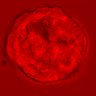 Thumbnail for dataset figure1D_NuCyM_posi1_1
