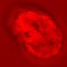 Thumbnail for dataset figure1D_NuCyM_posi1_3